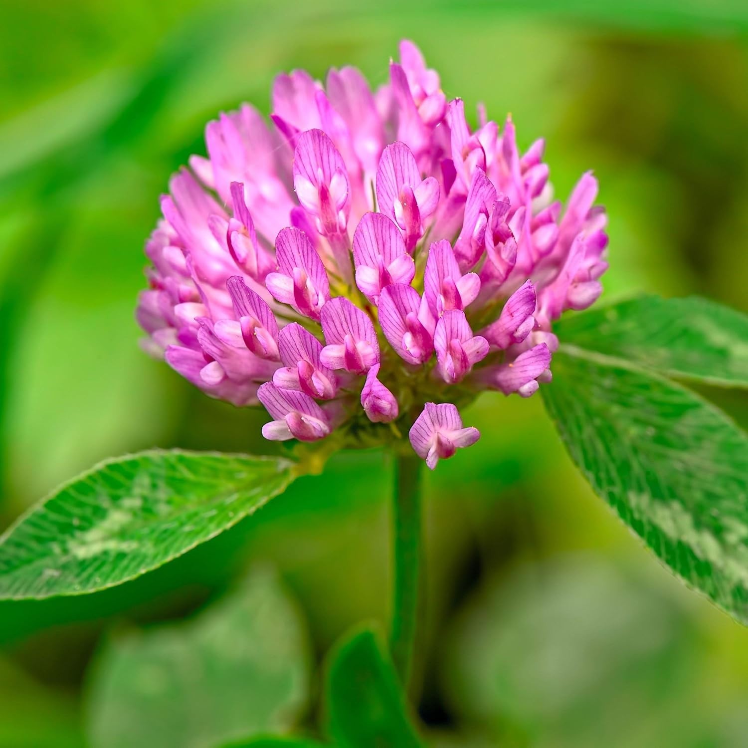 Tri-Clover by – Three Part Blend of Clovers Providing Beauty, Cover, and Natu…