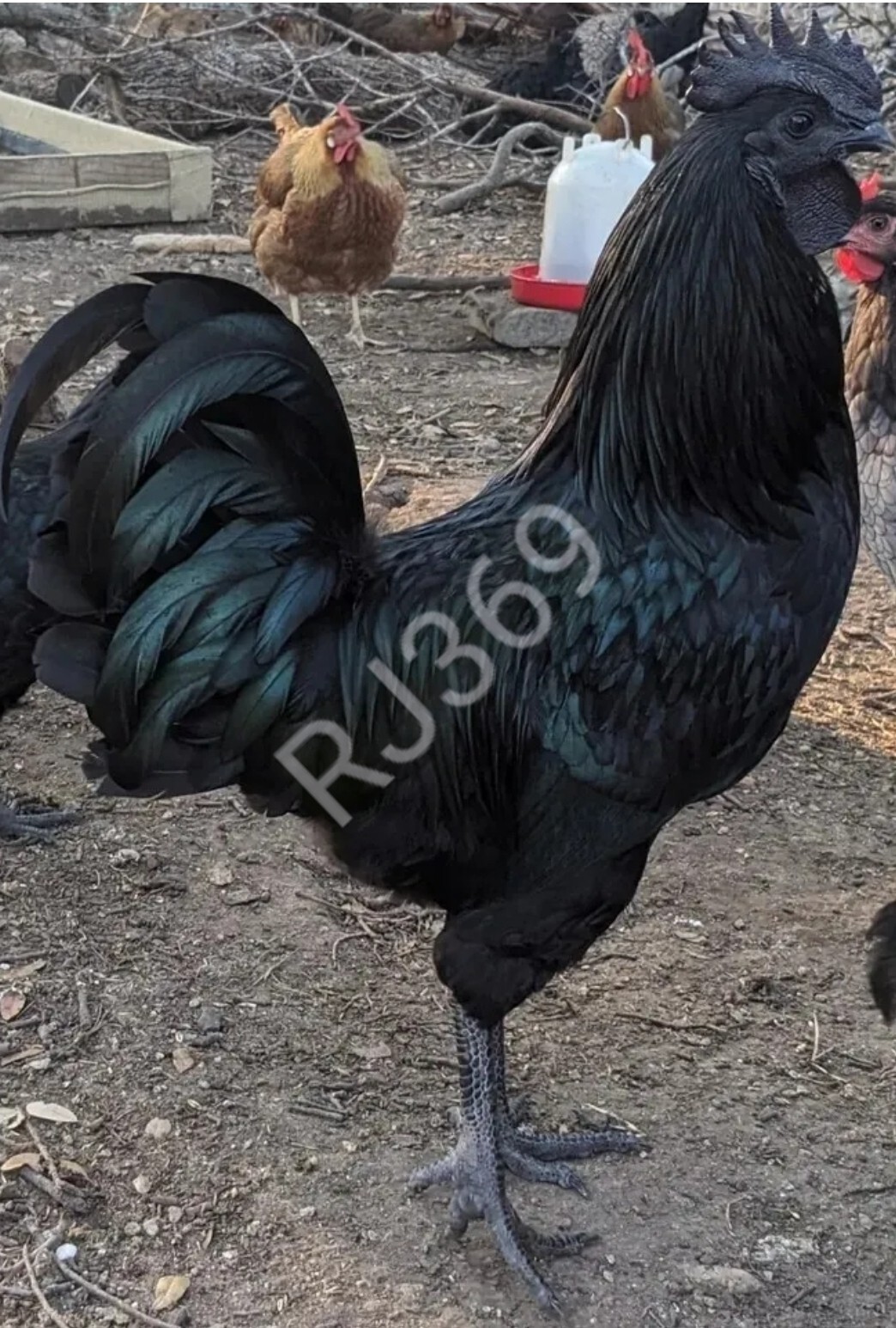 ☆Worlds Most Expensive Chicken’s Manure – Fertilizer/ Fresh Poop / Doo-Doo /Dung