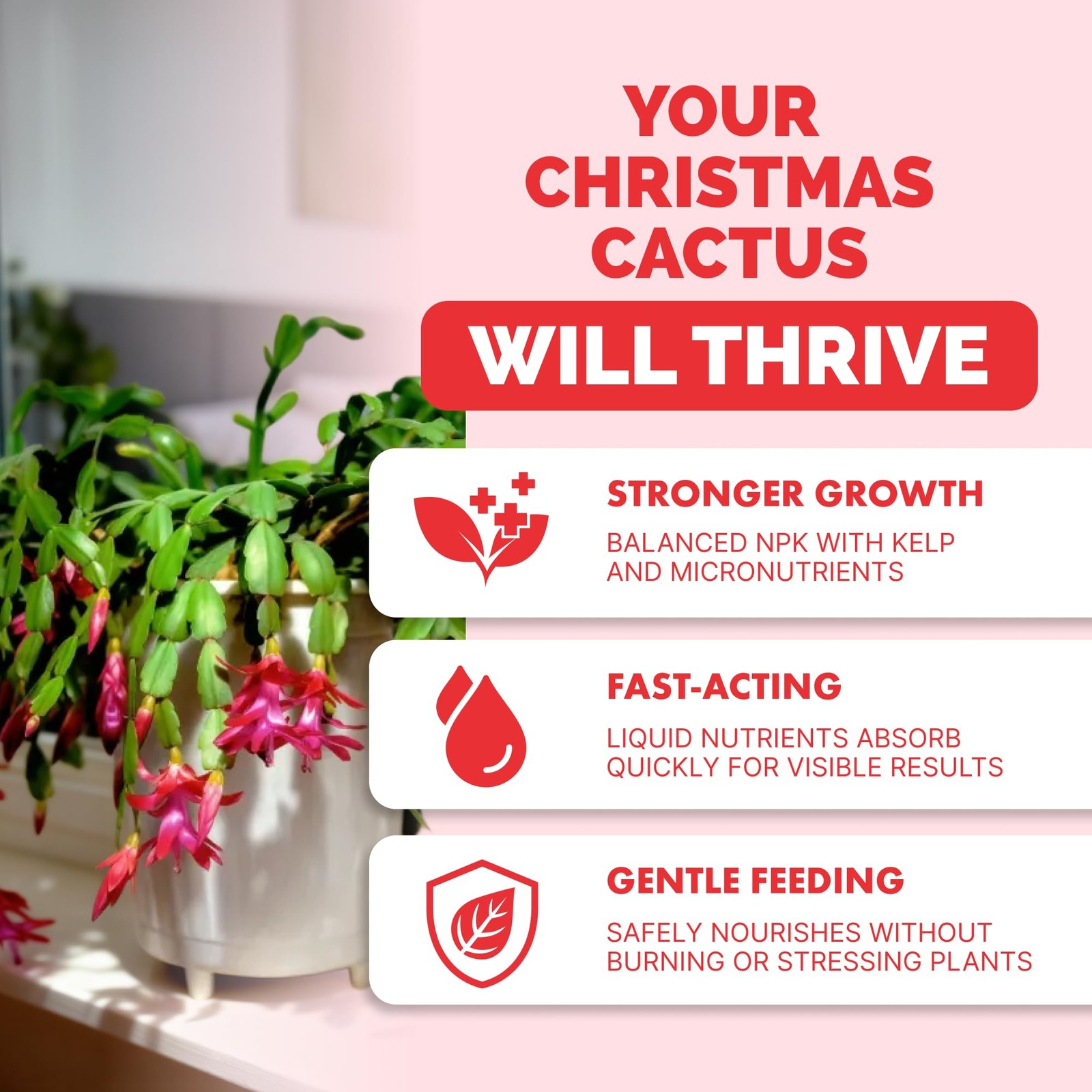 Christmas Cactus Fertilizer – Liquid Plant Food for More 8 oz (1/2 Pint)