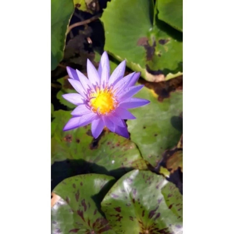Lotus Fertilizer Aquatic Plants Accelerate Flowers Leaves Color 50 Tab (250g)
