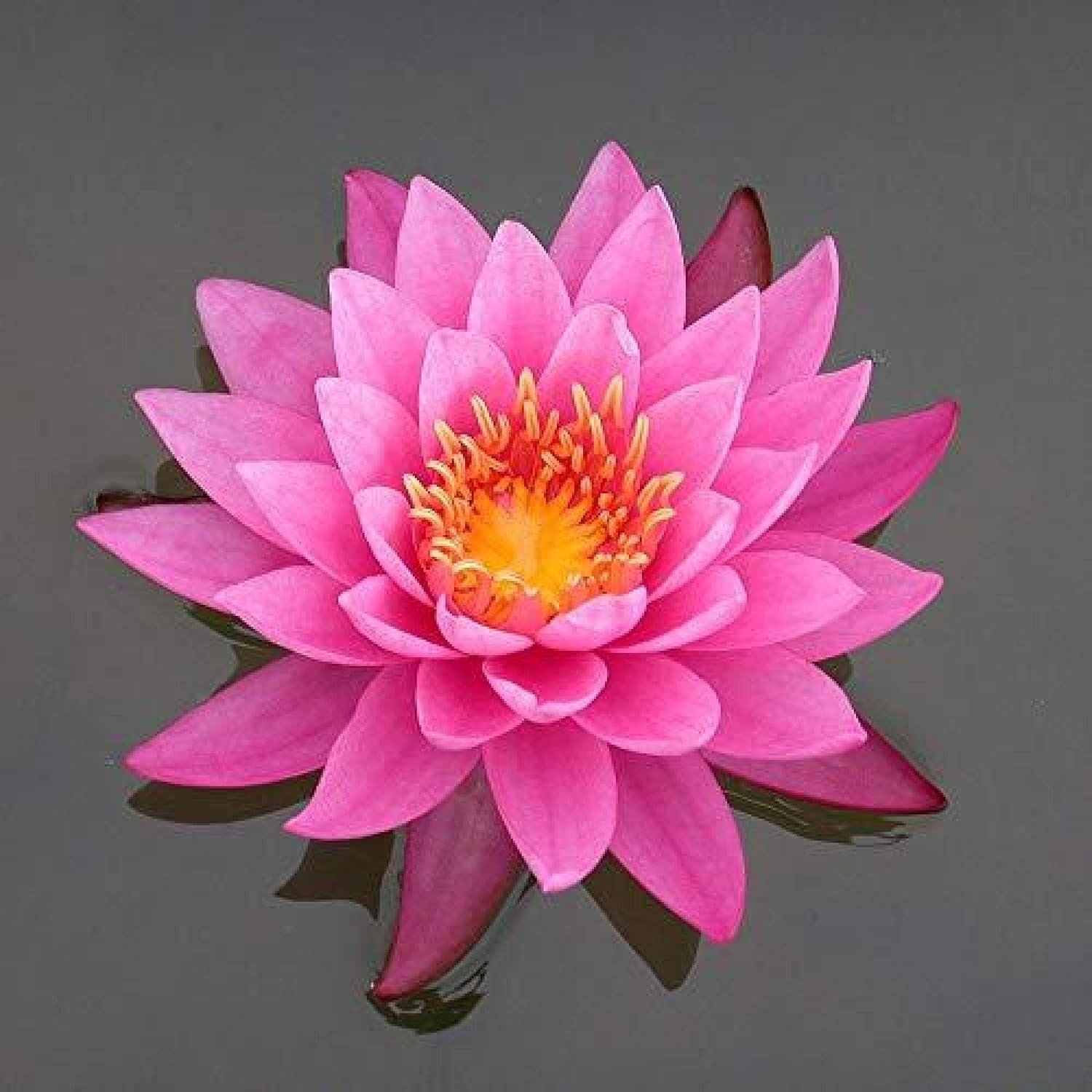 Aquatic Plant Fertilizer Tabs | Blooms & Foliage Boost