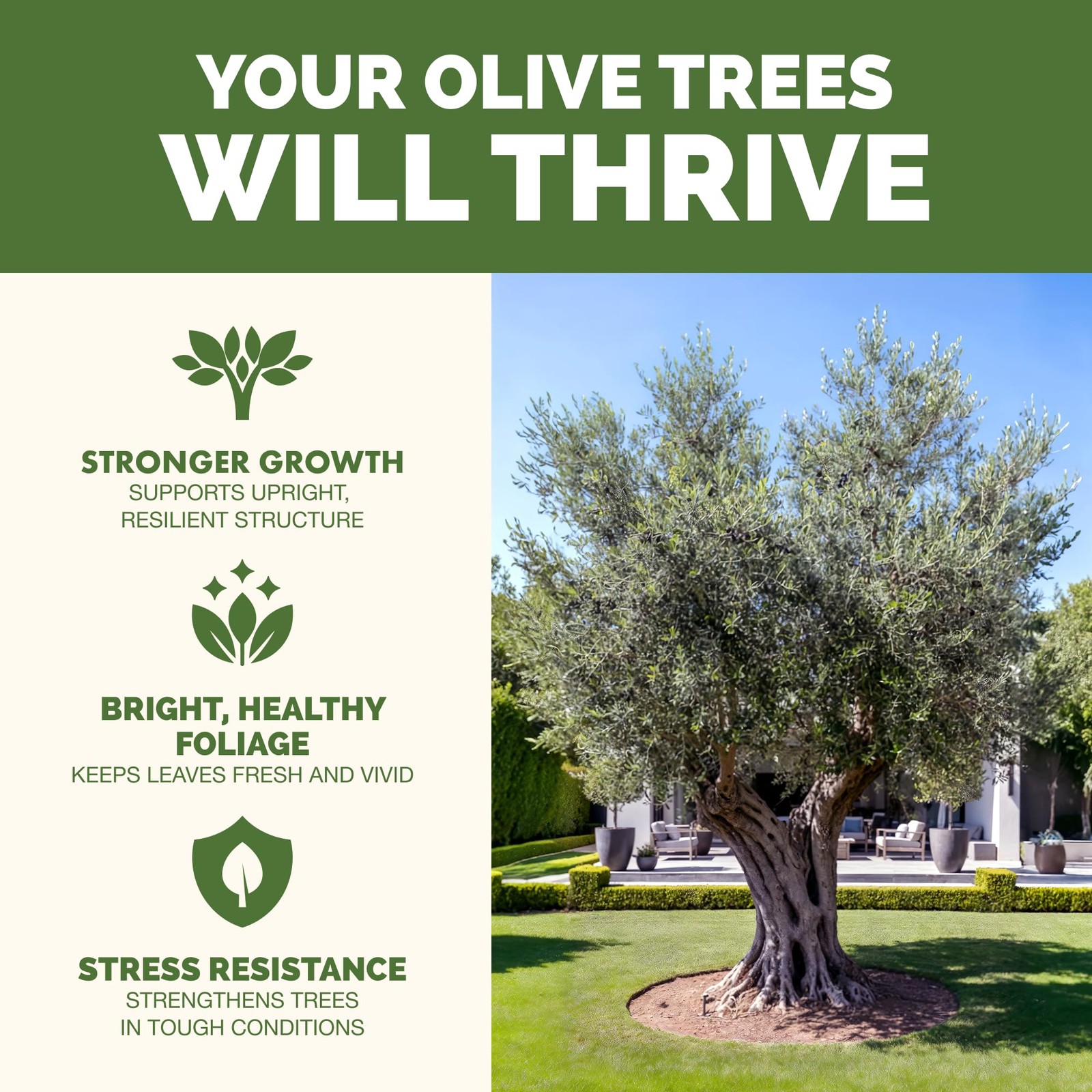 Olive Tree Fertilizer – Liquid Plant Food for Bigger Harvests 8 oz (1/2 Pint)