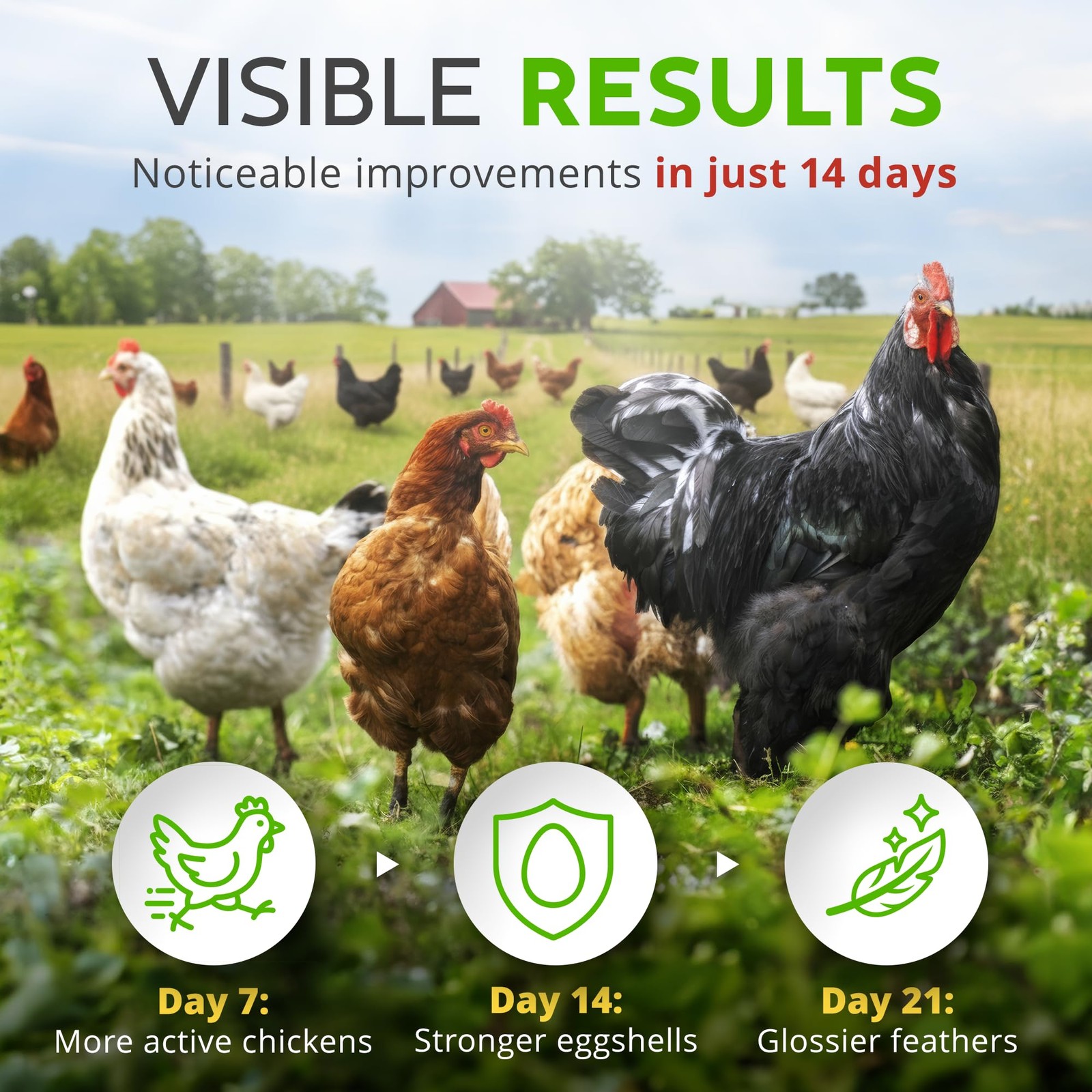 Herb Supplement for Backyard Chickens – Natural Chicken Treats, Poultry Feed …