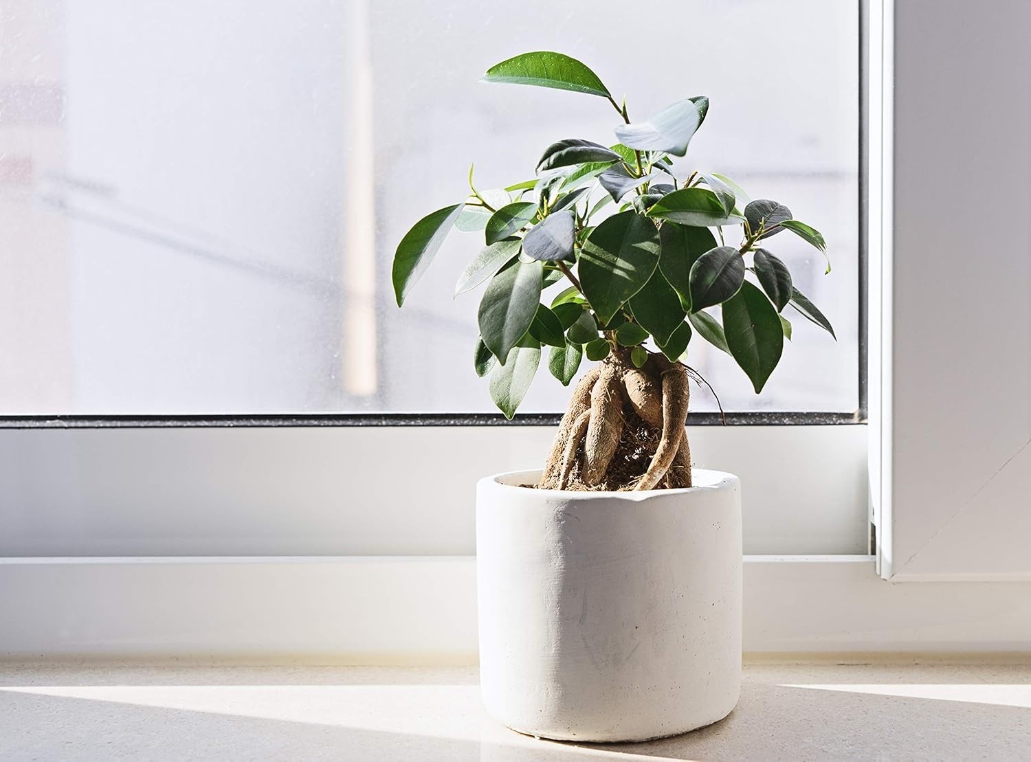 Long-Lasting Fiddle Leaf Fig Fertilizer – Boosts Growth & Prevents Brown Spots