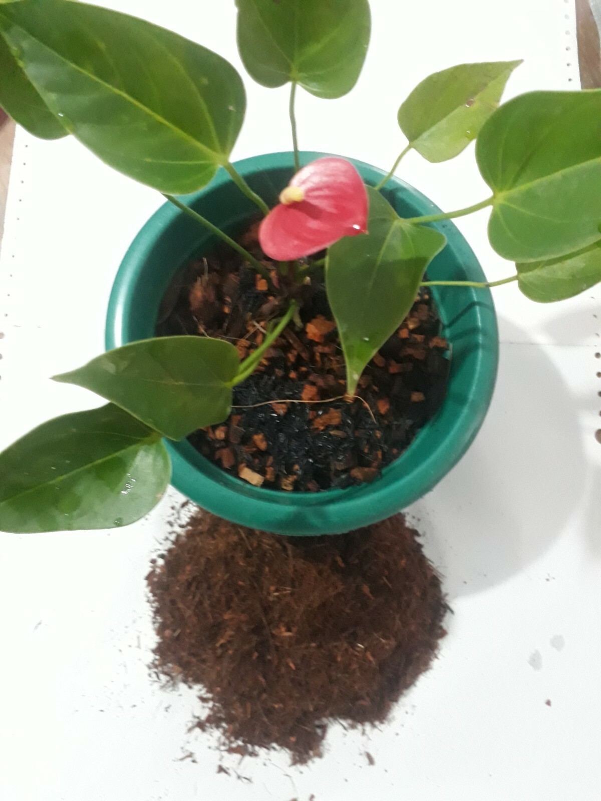 100% natural and organic growing medium. Fully environment friendly growing medi