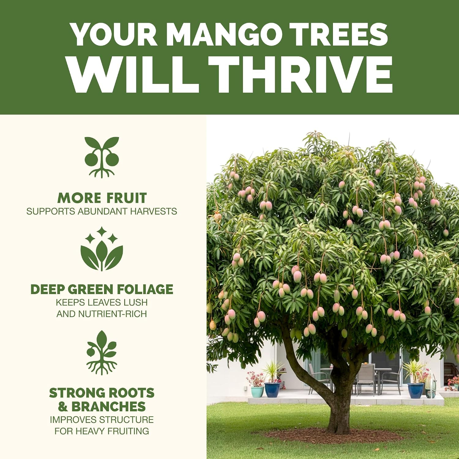 Mango Tree Fertilizer – Liquid Plant Food for More Fruit, Stronger Blossoms &…
