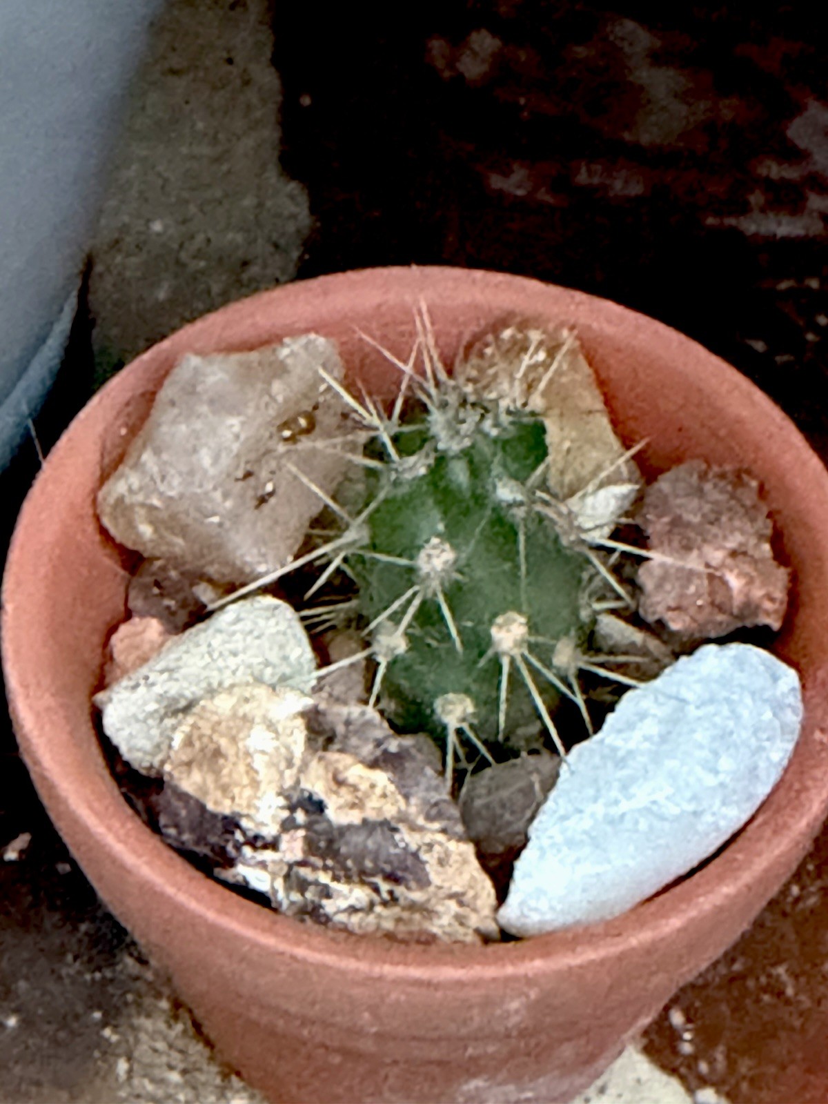 Crushed Rock For Cacti Mountain Cactus Raw Host Rock For Native Spps Blend 3LB
