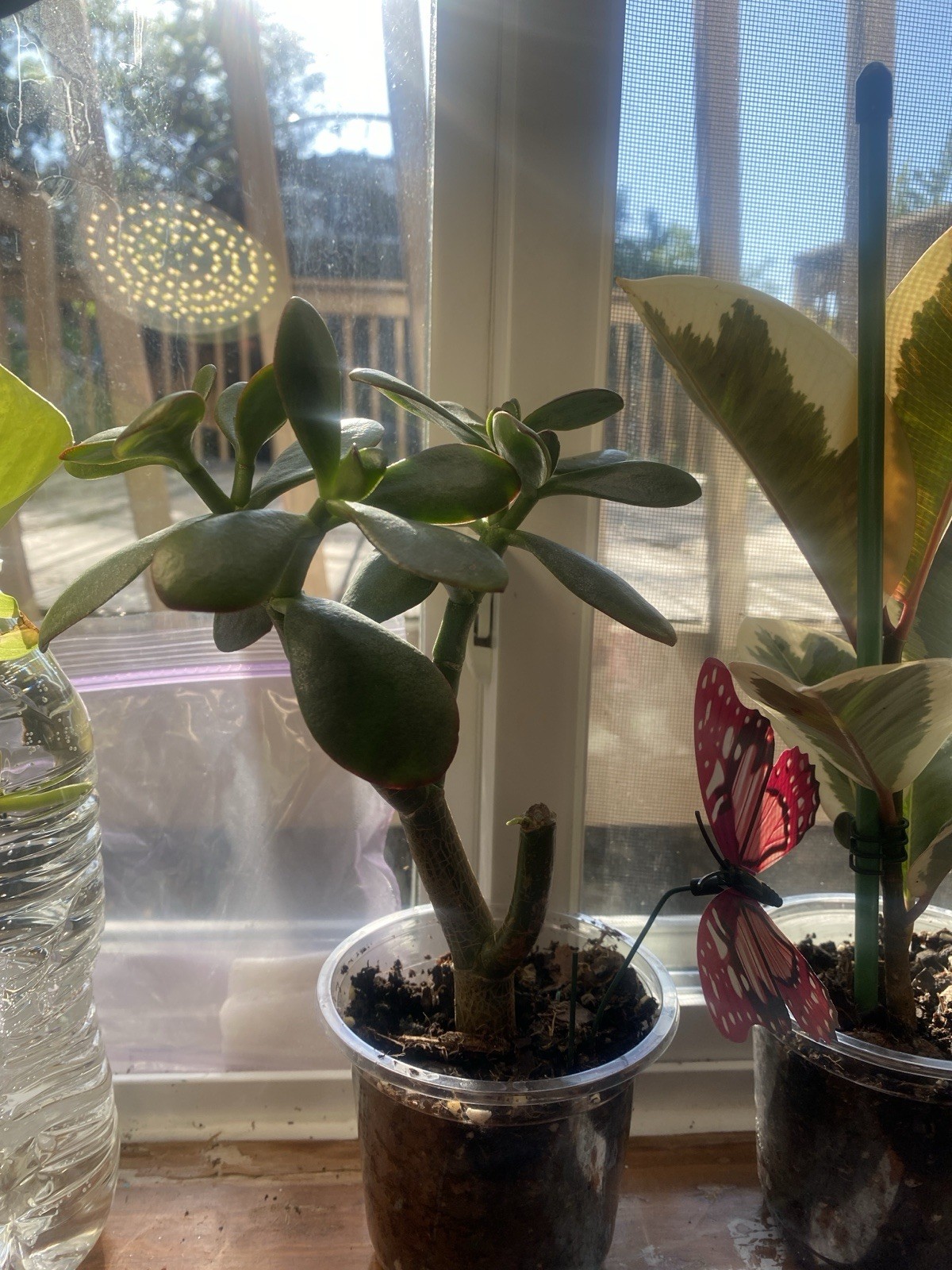 Live Houseplants read description for each price for plant