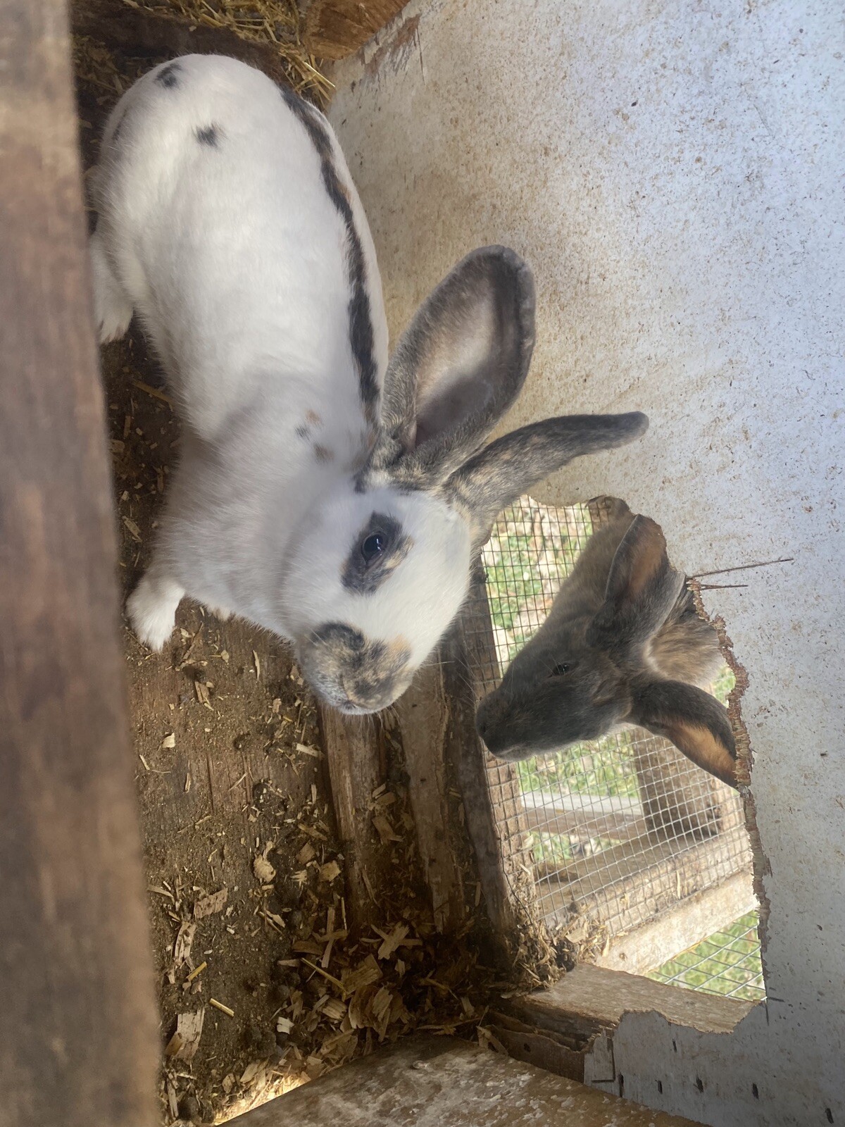 30lbs Of Rabbit Manure $3 Per Pound