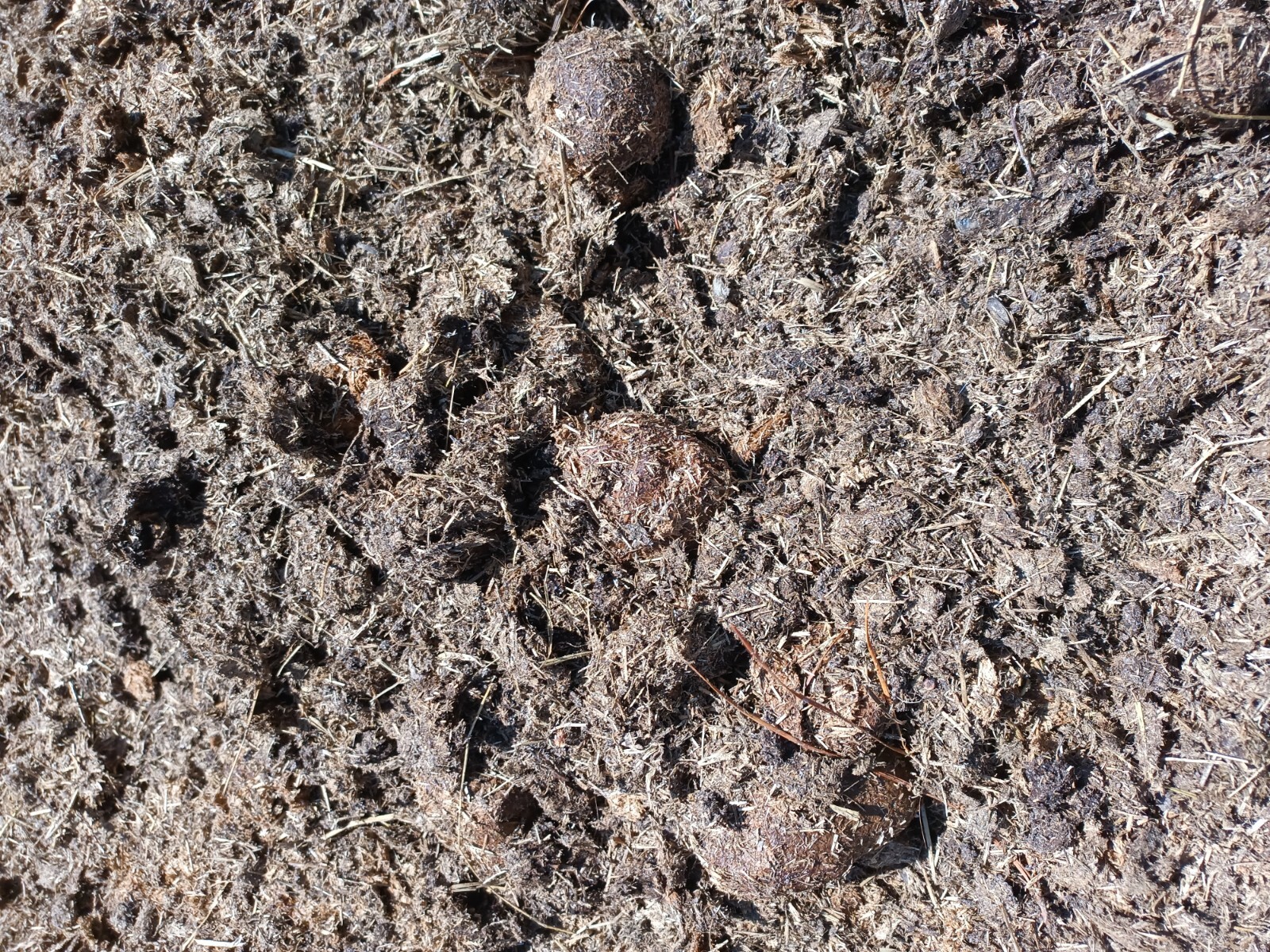 Horse Manure For Organic Garden Fertilizer In Large USPS Priority Box Est. 20lbs