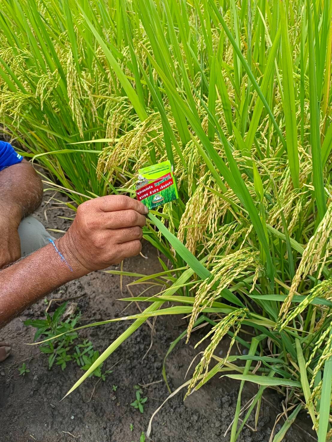 1 sachet 1 gram Fertilizer Powder for Soil Conditioning Khun-Khiao Brand