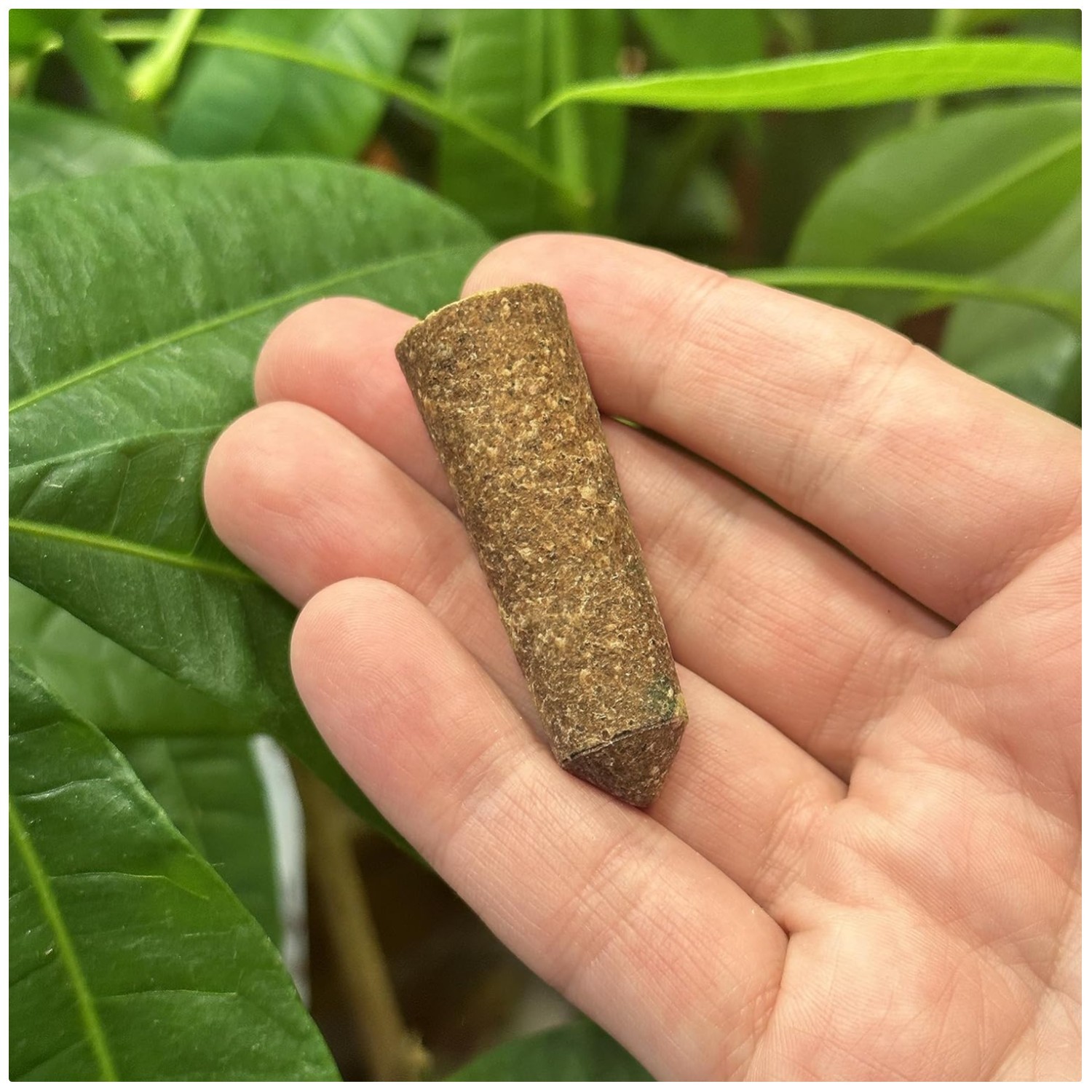 Indoor Plant Fertilizer Spikes 5-5-5 – 12 Pack