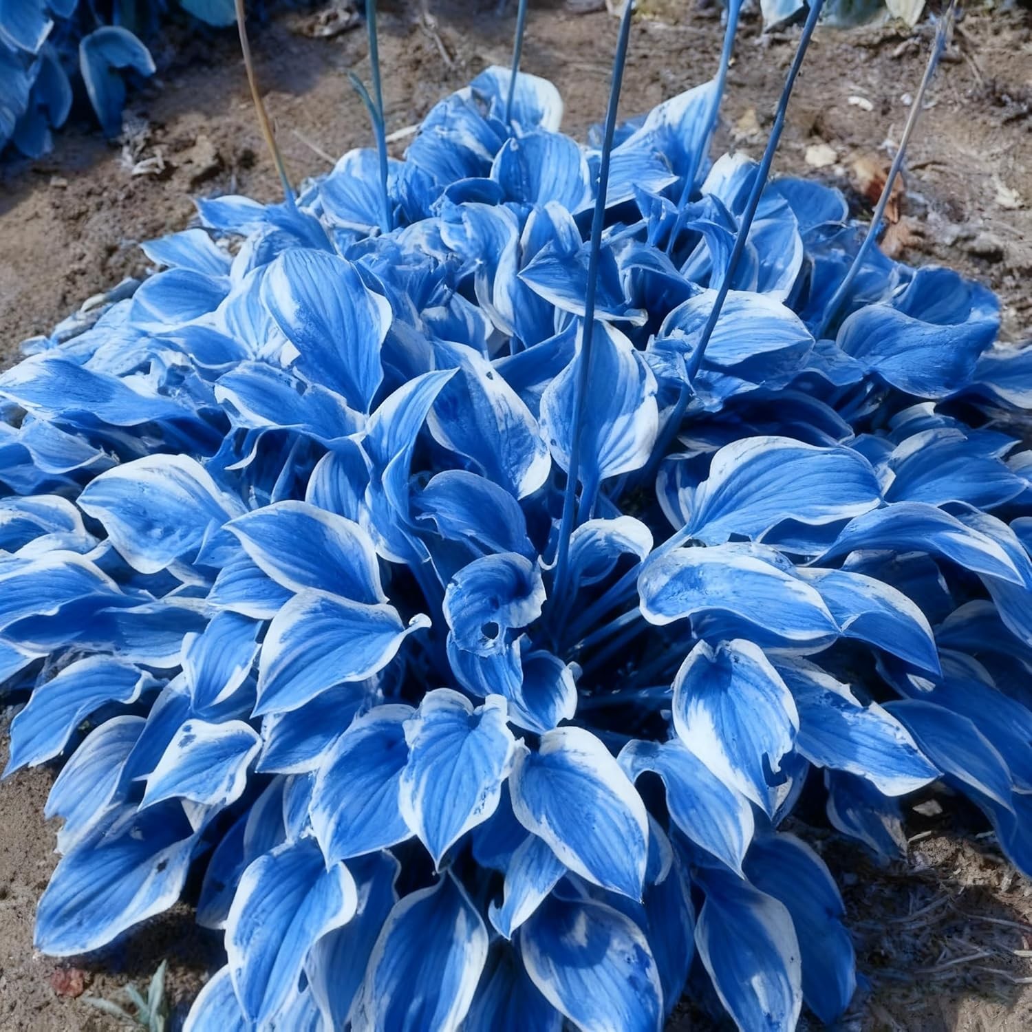 200+ Hosta Seeds for Planting, Mixed Color Perennial Hosta Seed, Attract Pollina
