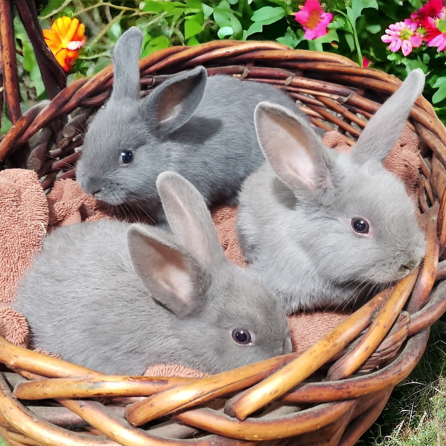 5 Lb Rabbit Manure NO STRAW or HAY – Fertilizer Poop Compost Pooh – High Quality