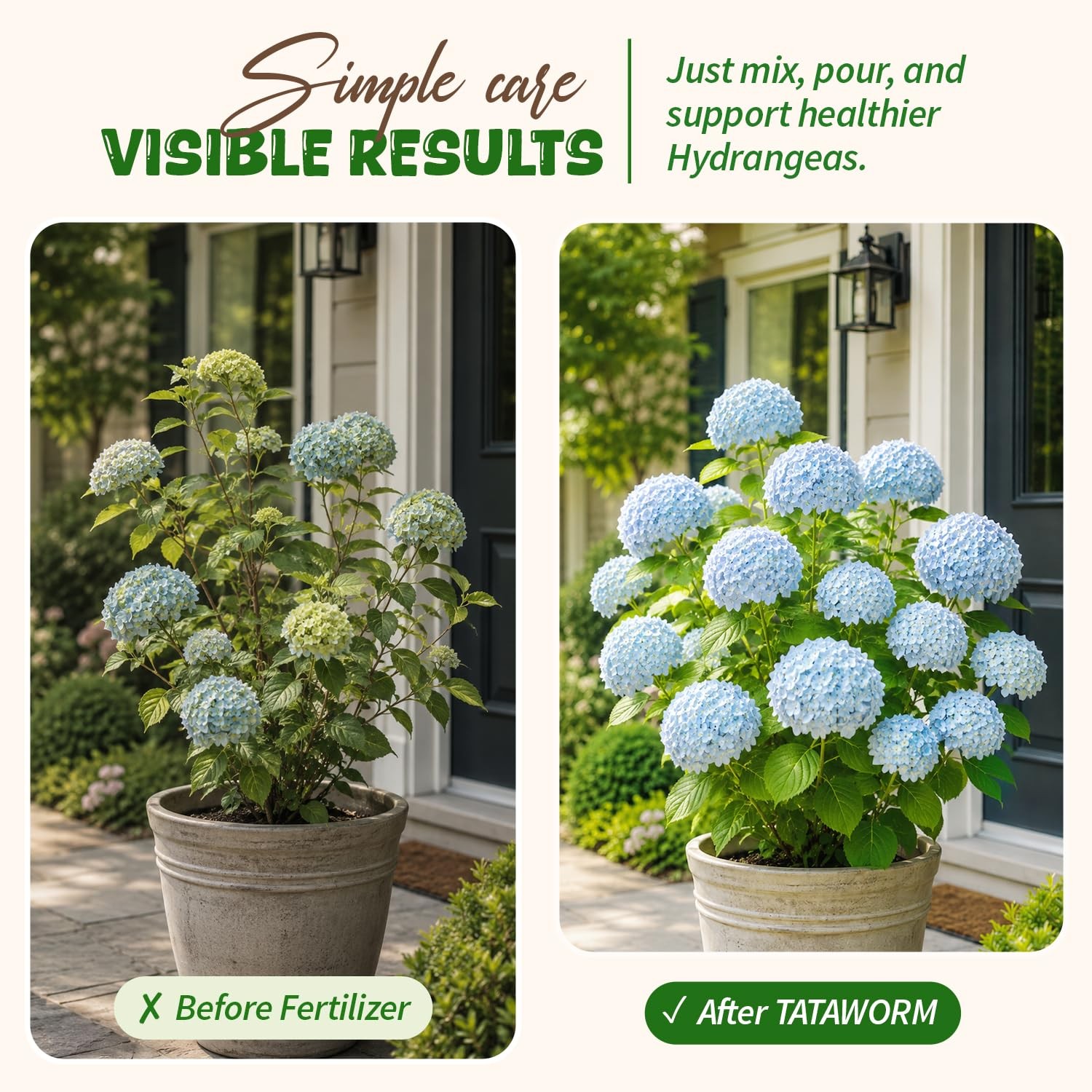 Organic Hydrangea Fertilizer, 8oz Makes 48 Gallons, Liquid Kelp Plant Food | …