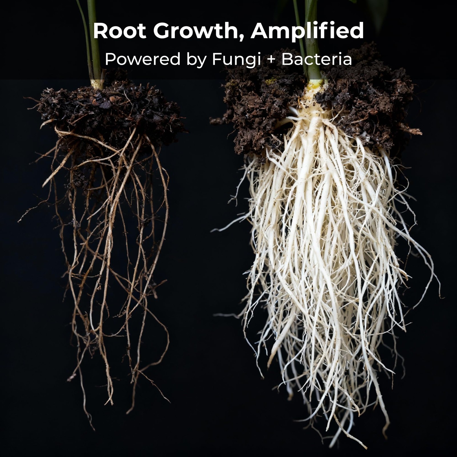 Recharge – 8oz | Mycorrhizae Soil Microbe Inoculant for Living Soil & Coco Co…