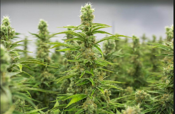 Organic Fish Fertilizer – For Hemp: That is Less Than $.56 Per Gallon !