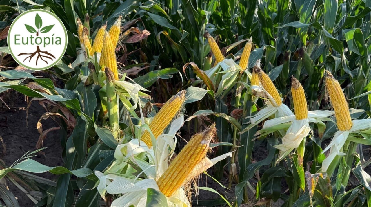 Root Stimulant for Corn Sorghum Cotton Sesame Ocra Vegetables Chía New 32oz