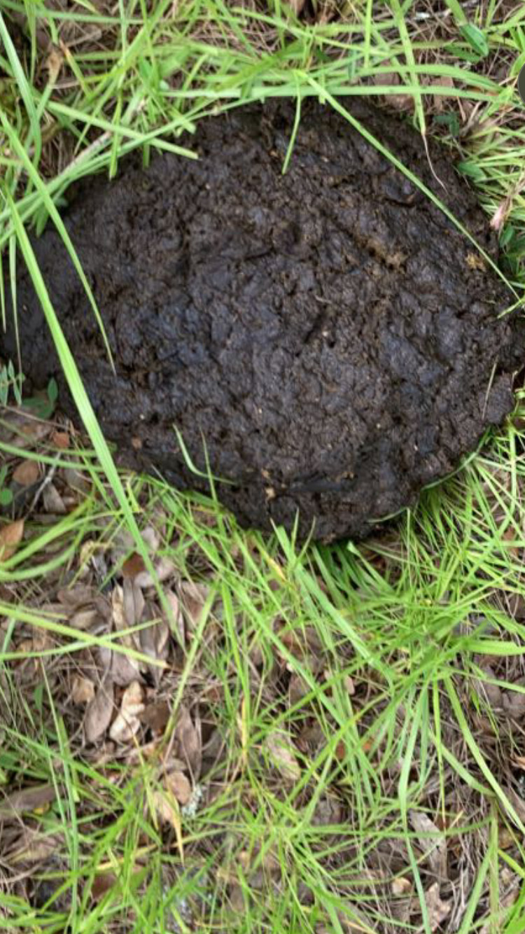 cow manure – 20lb – organic fertilizer- compost -fresh from cow pasture