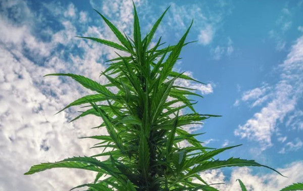 Organic Fish Fertilizer – For Hemp: That is Less Than $.56 Per Gallon !