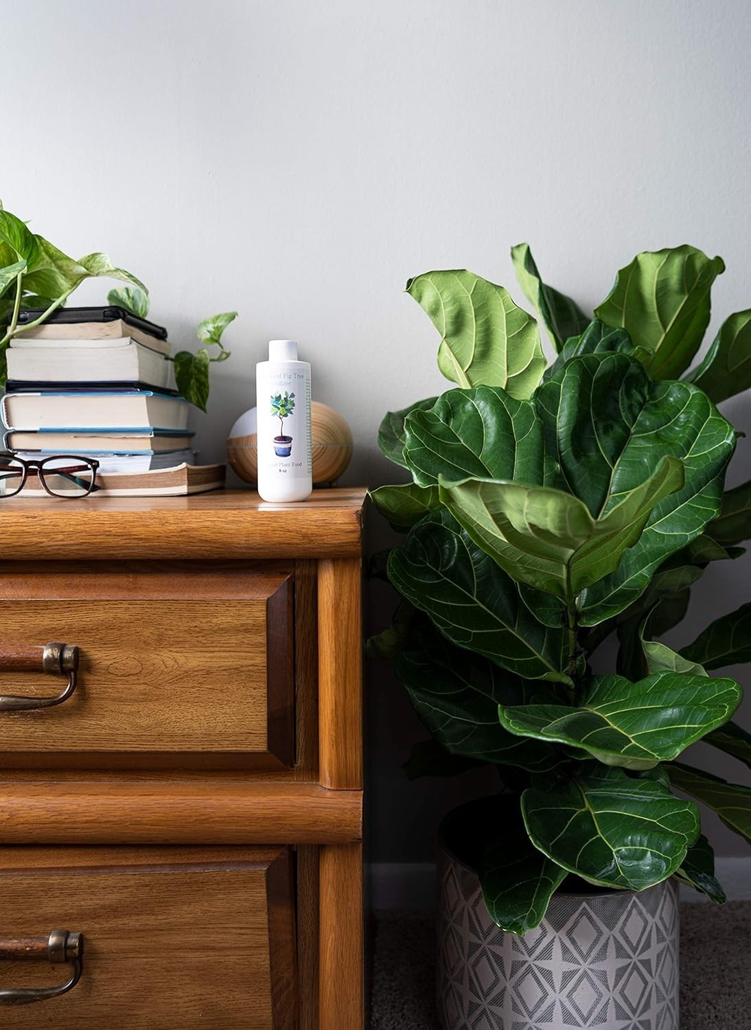 Long-Lasting Fiddle Leaf Fig Fertilizer – Boosts Growth & Prevents Brown Spots