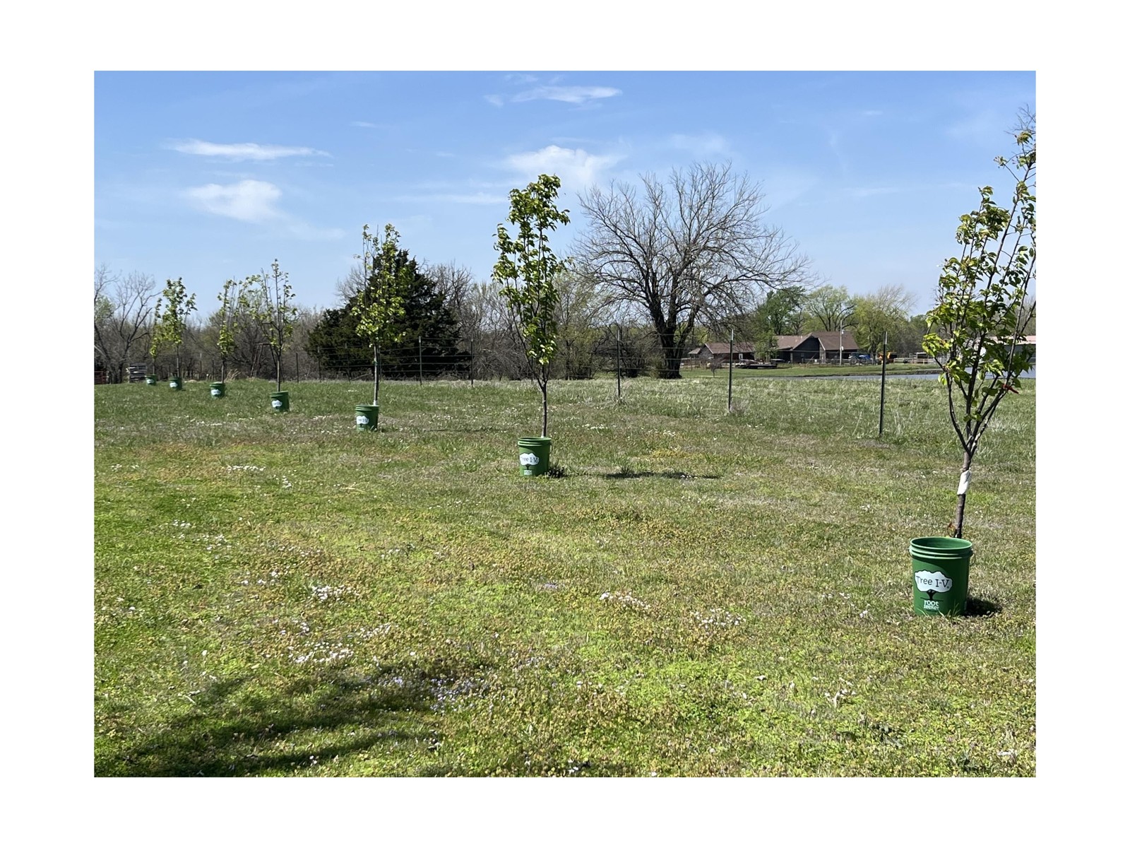Tree I-V 6-Pk Original Base Root Feeder Watering System – Durable Self-Suppor…