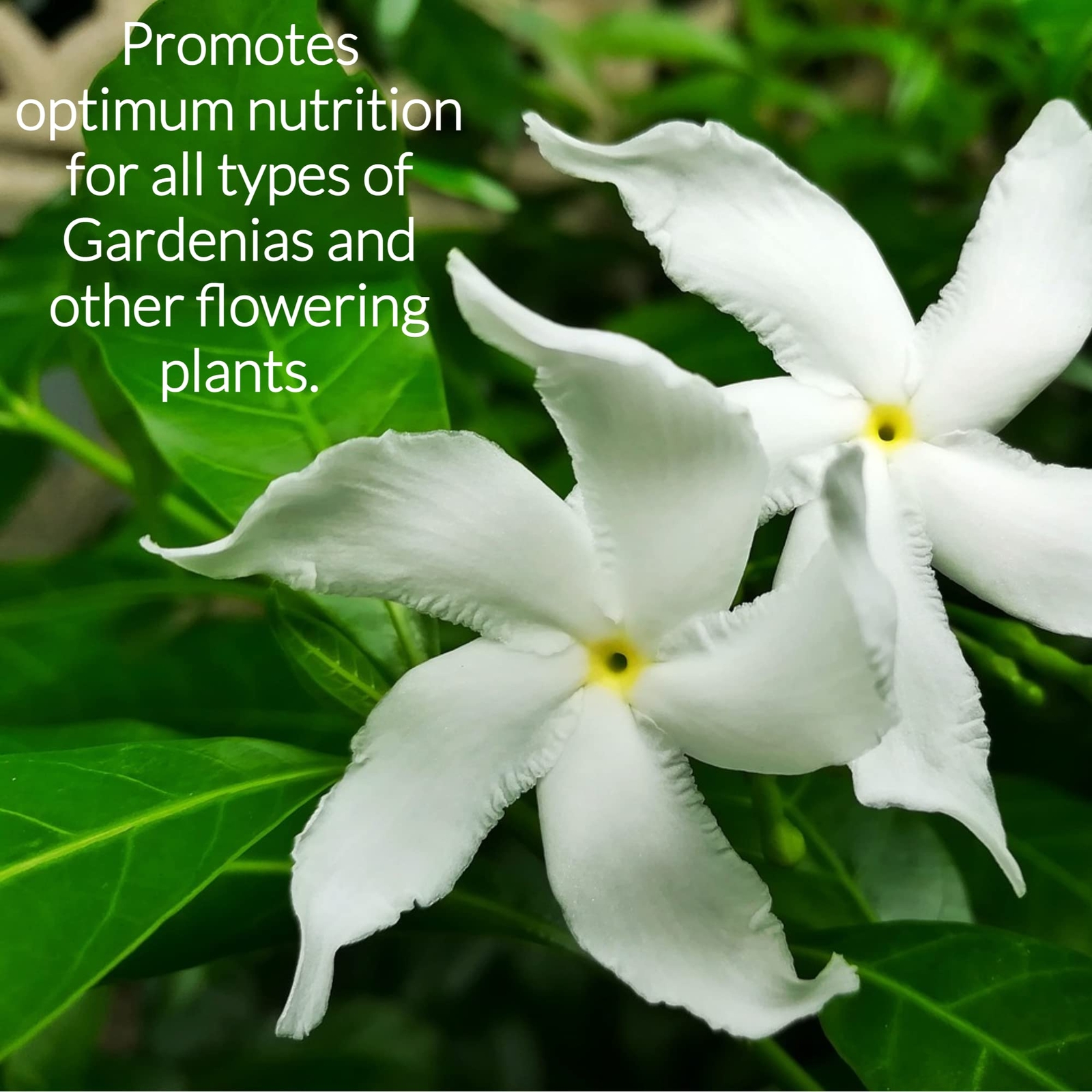 Liquid Gardenia Plant Fertilizer 3-1-2 – Flowering Plant Boost
