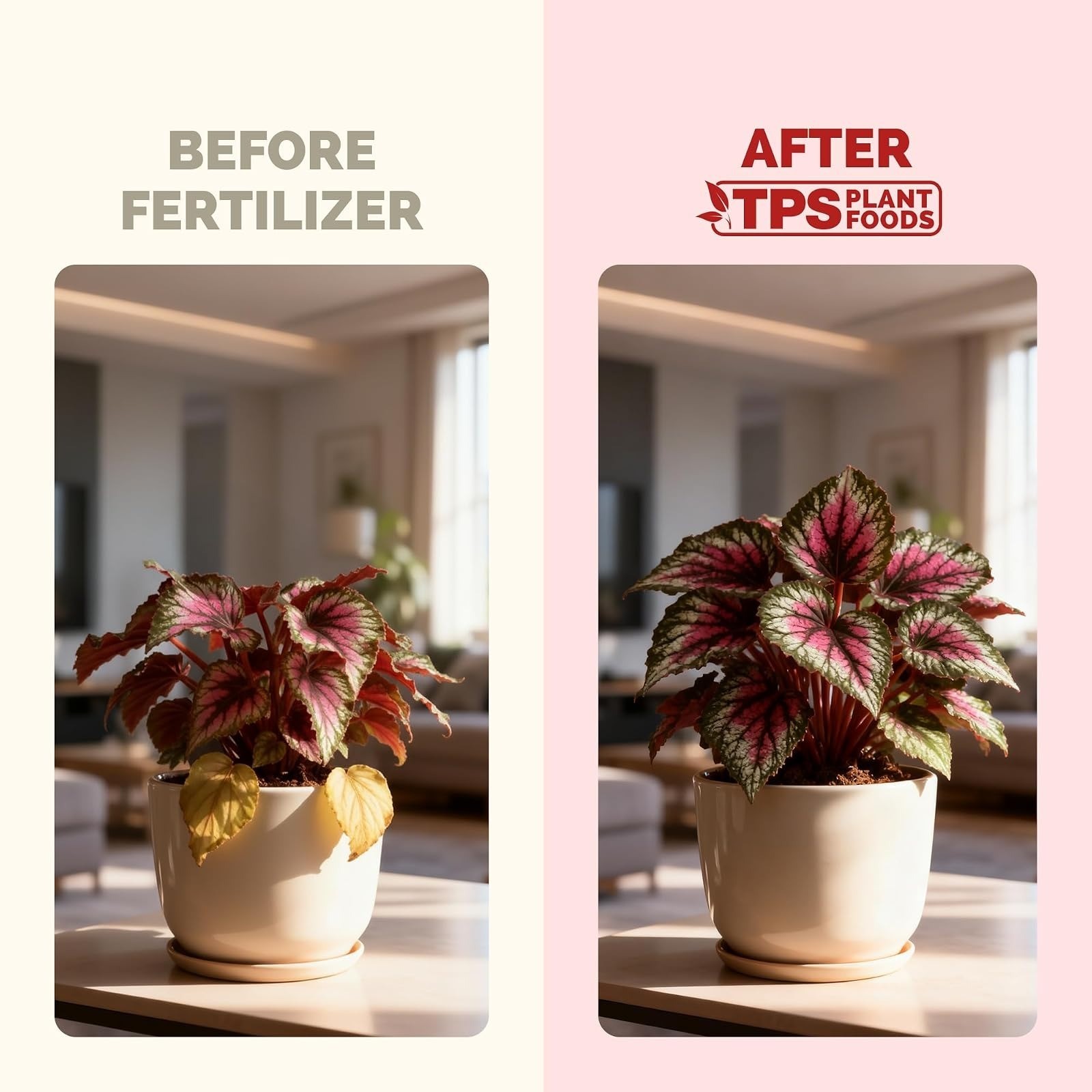 Begonia Fertilizer – Liquid Plant Food for More Blooms, Vibrant Color & Healthy