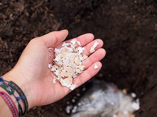 Crushed Eggshells Ceylon Organic Calcium Fertilizer Egg Shells Garden Slugs 200G