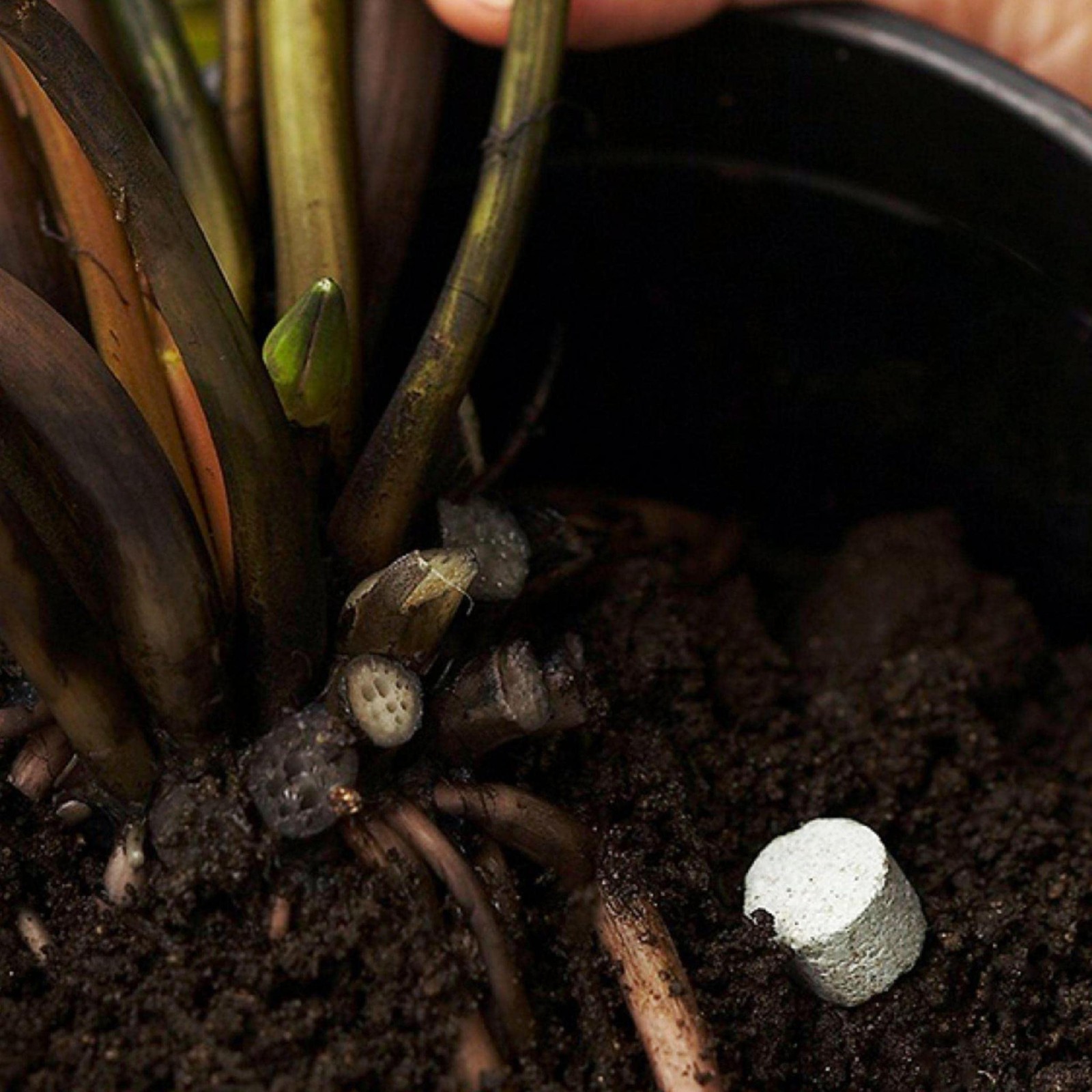 Chalily Aquatic Plant Fertilizer for Water Lily and Lotus | Great for Use in …