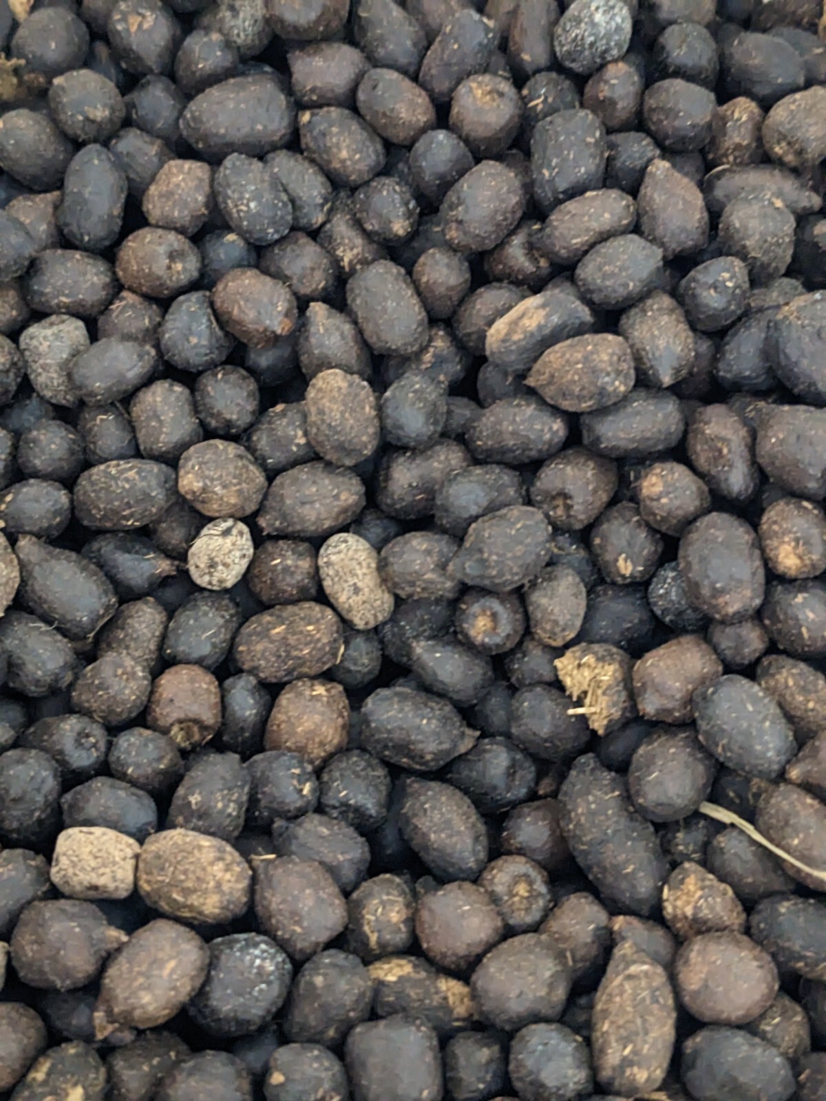 Dried Sheep Manure / Fertilizer – 5 lbs