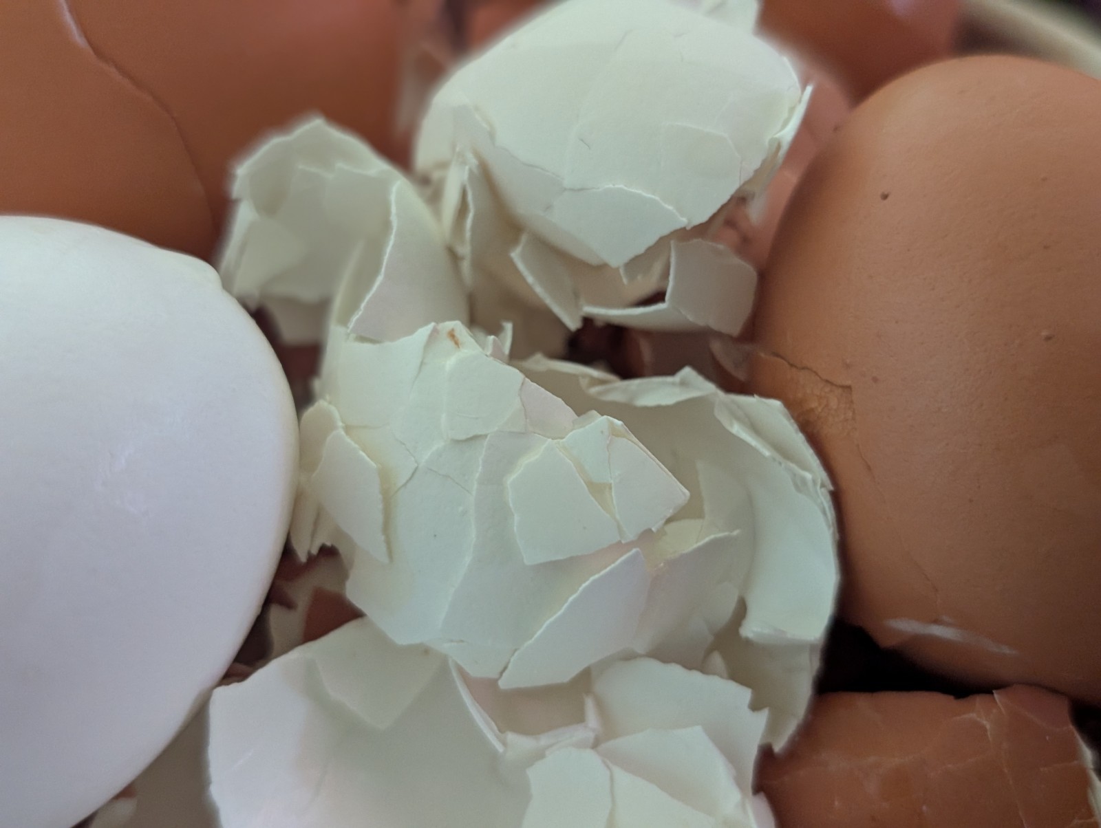 Home Made Egg shell powder use as Fertilizer or for all animal supplement 15 oz