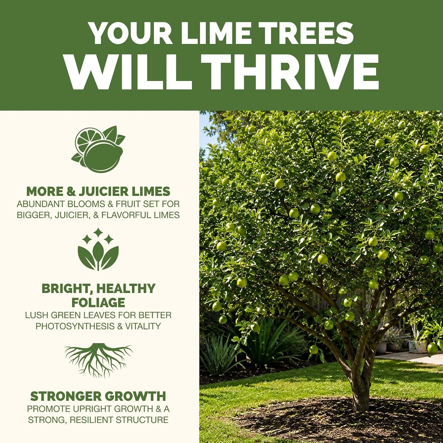 Lime Tree Fertilizer – Liquid Plant Food for More Fruit, Better Flowering & Stro