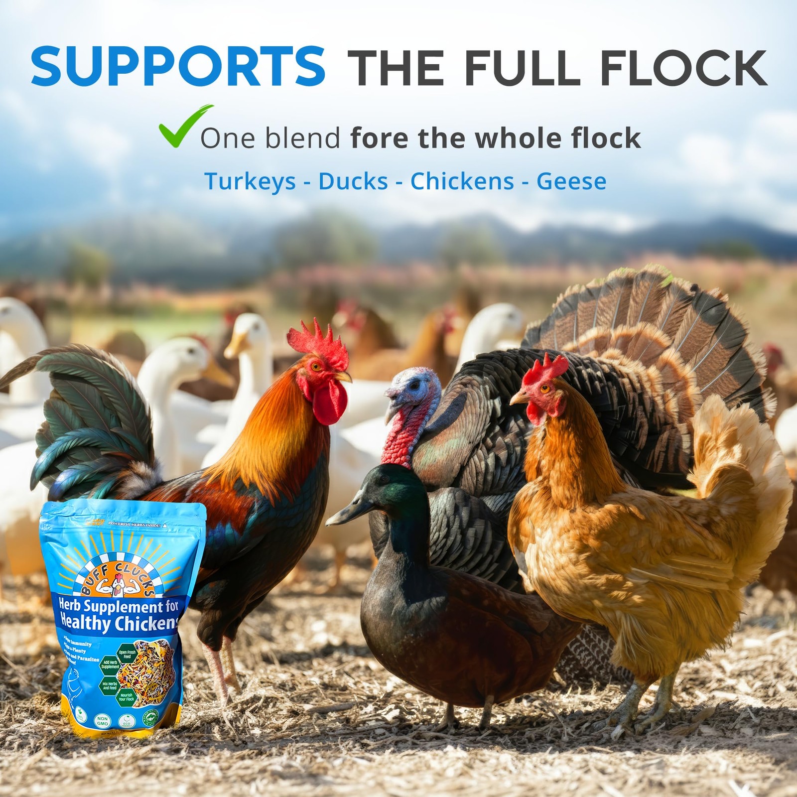 Herb Supplement for Backyard Chickens – Natural Chicken Treats, Poultry Feed …