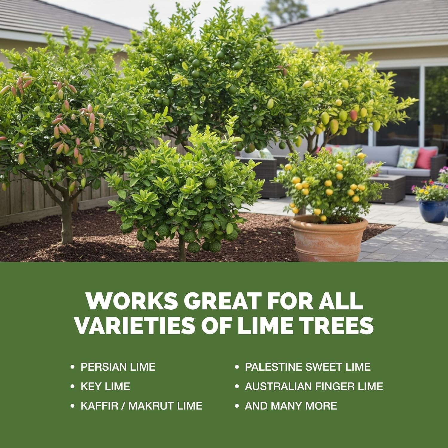 Lime Tree Fertilizer – Liquid Plant Food for More Fruit, Better Flowering & Stro