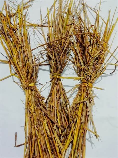 Dried Ceylon Rice Paddy Straw Organic Hand Picked Sri Lanka Leaves Mulch 60g