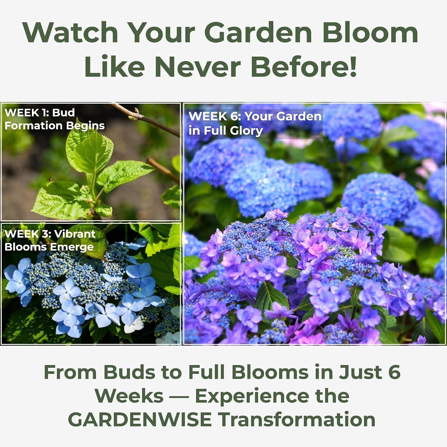 Slow Release Hydrangea Fertilizer with Iron & Sulfur, 12 Oz