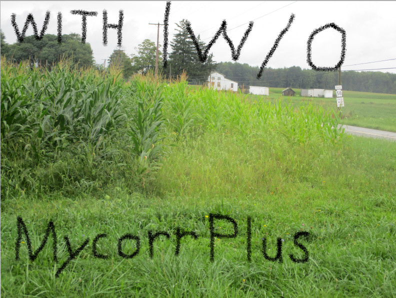 Mycorrhizal Fungi enhanced fertilizer, builds top soil, breaks compaction,