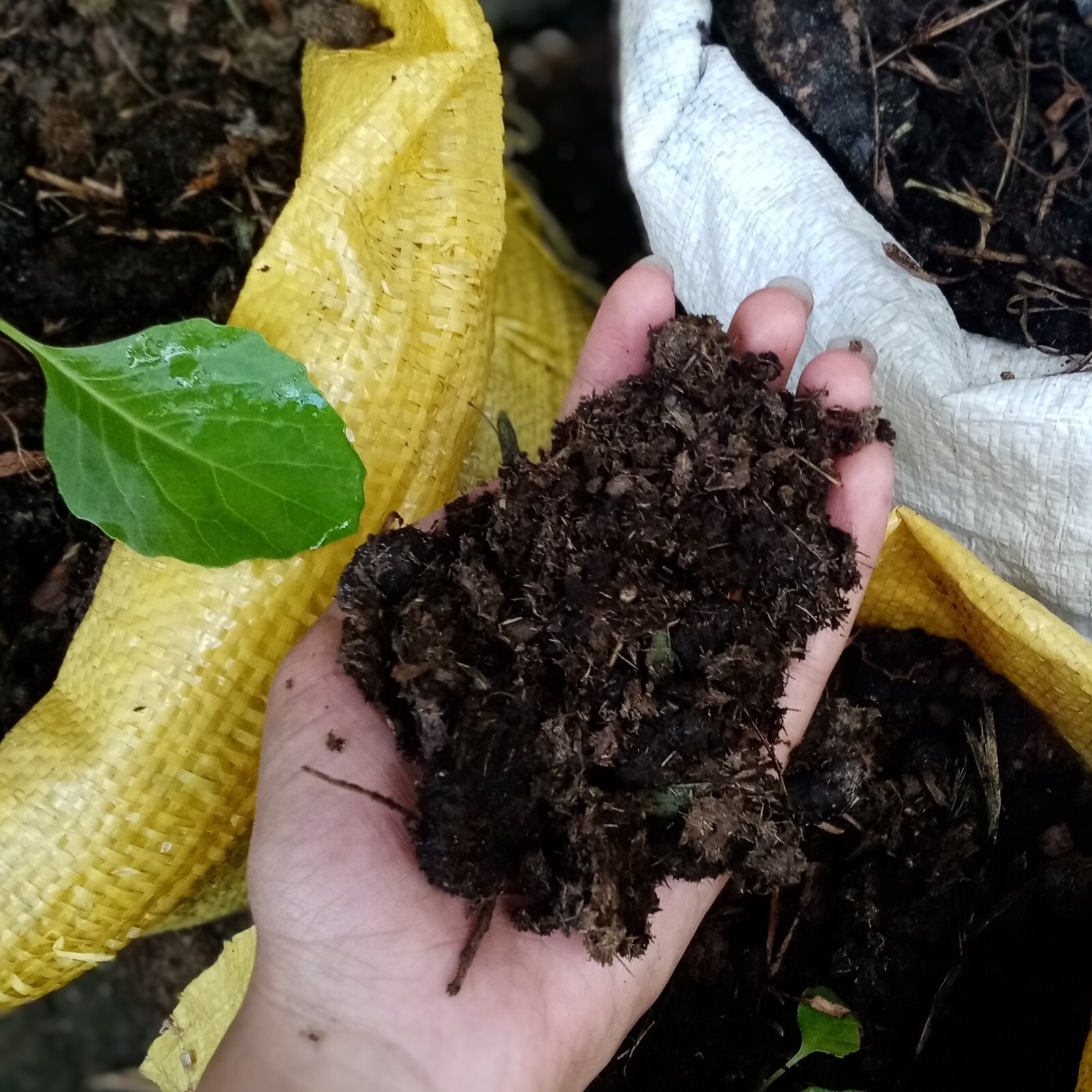 Natural Cow Dung Organic Fertilizer Cow Manure Compost Plant Growth Fertilizer