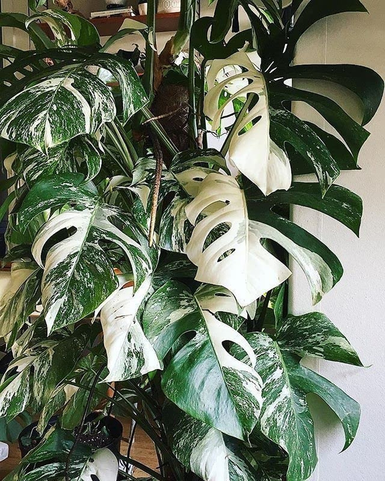 Albo Variegata Soil Blend – Hand-Crafted with The Finest Ingredient… Fast Ship