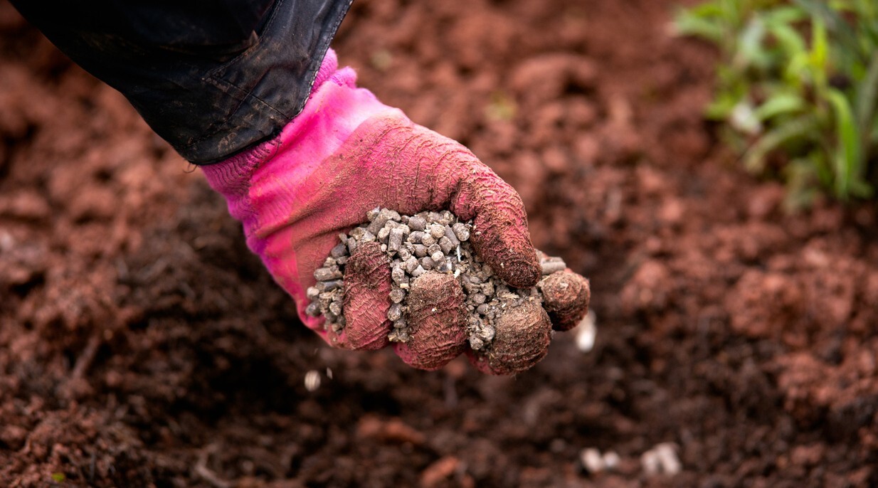 Organic Chicken Poop Compost For Trees