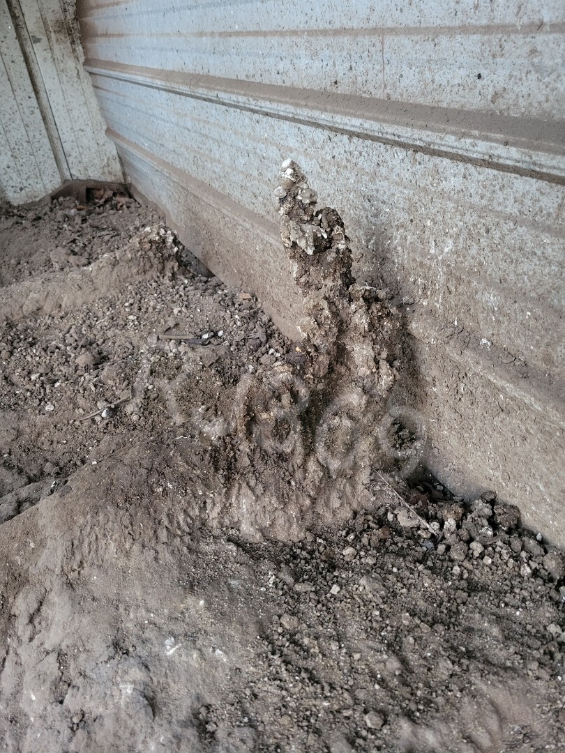 ☆Worlds Most Expensive Chicken’s Manure – Straight Up Fresh Poop / Doo-Doo /Dung