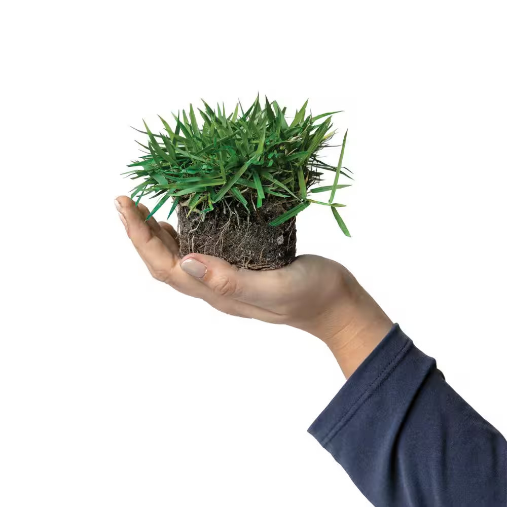 Zoysia Grass Plugs (16-Count) Natural, Affordable Lawn Improvement