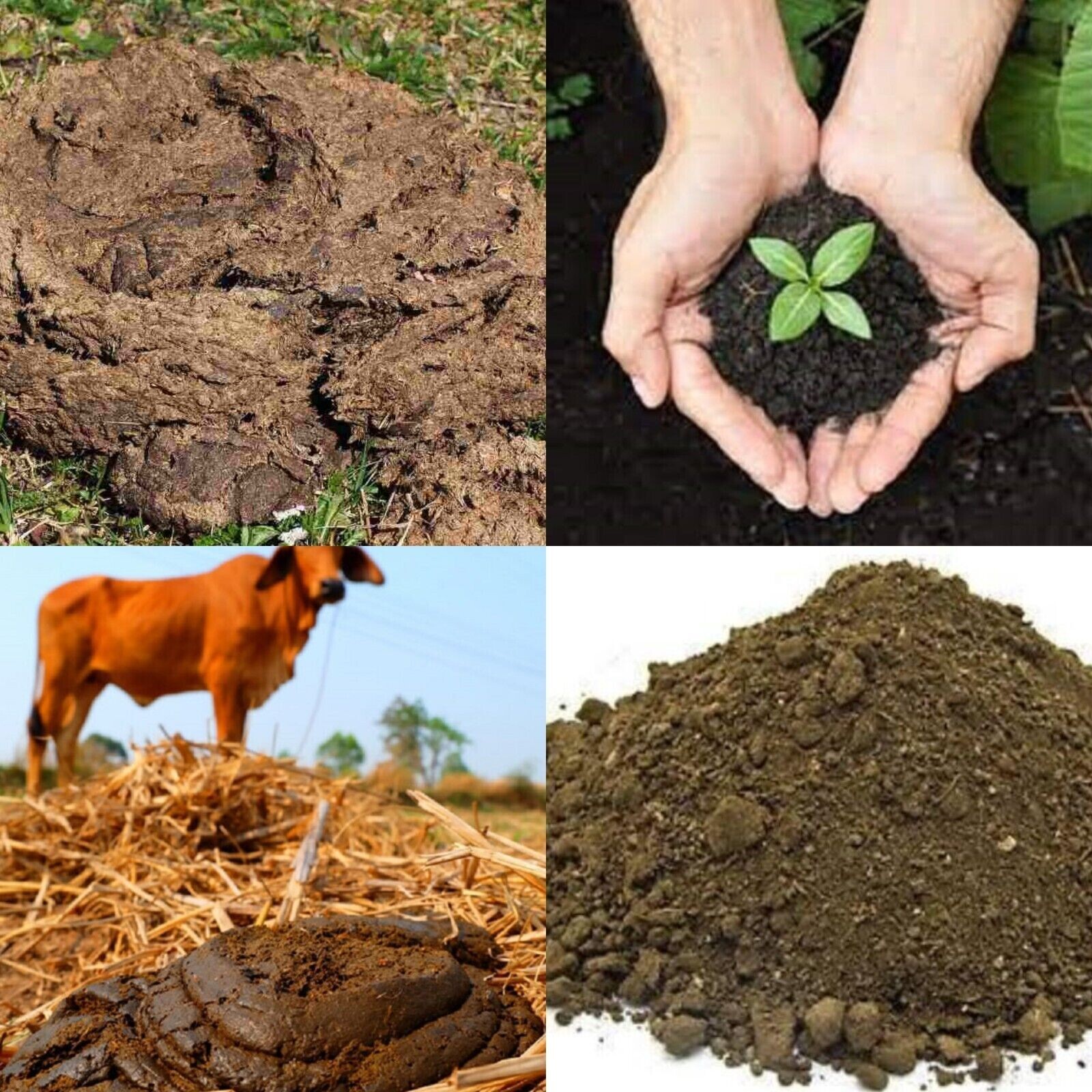100% Organic Cow Dung Fertilizer – Boost Your Garden’s Growth with Nature’s Best