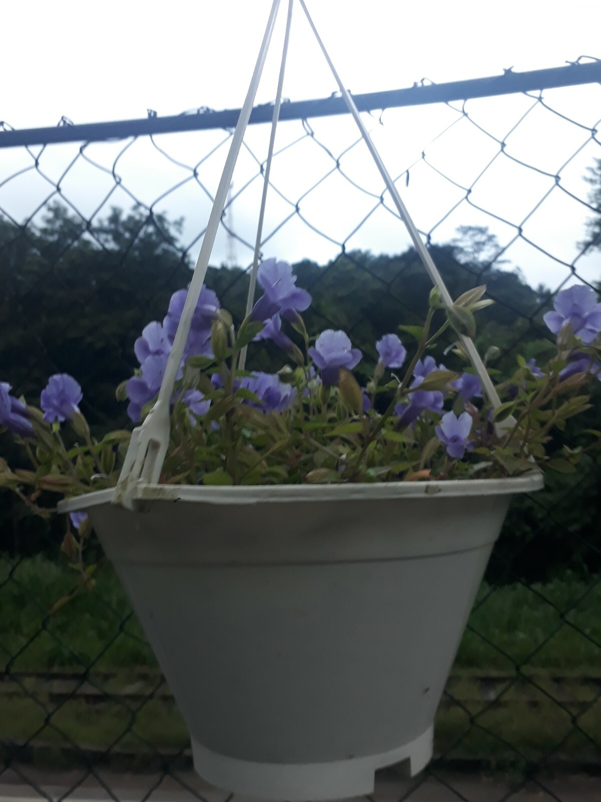 100% natural and organic growing medium. Fully environment friendly growing medi