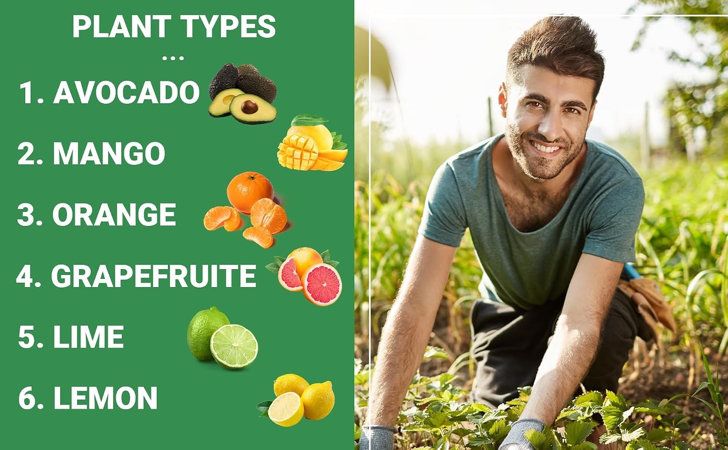 6-4-6 Avocado and Citrus Tree Professional Fertilizer Plant Food for