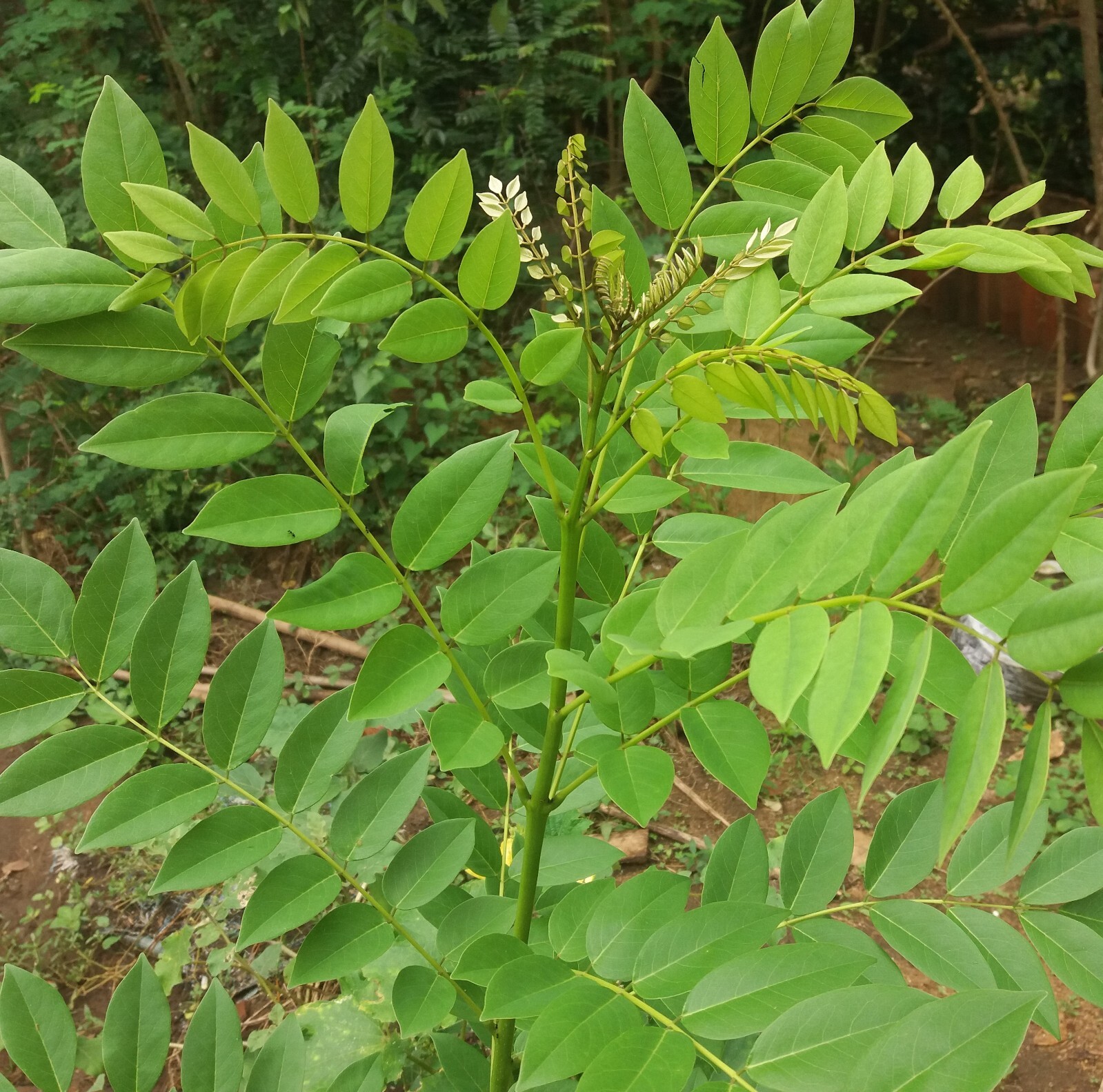 Dried Gliricidia sepium Leaves Compost Fertilizer Manure For Plants Leaf Natural