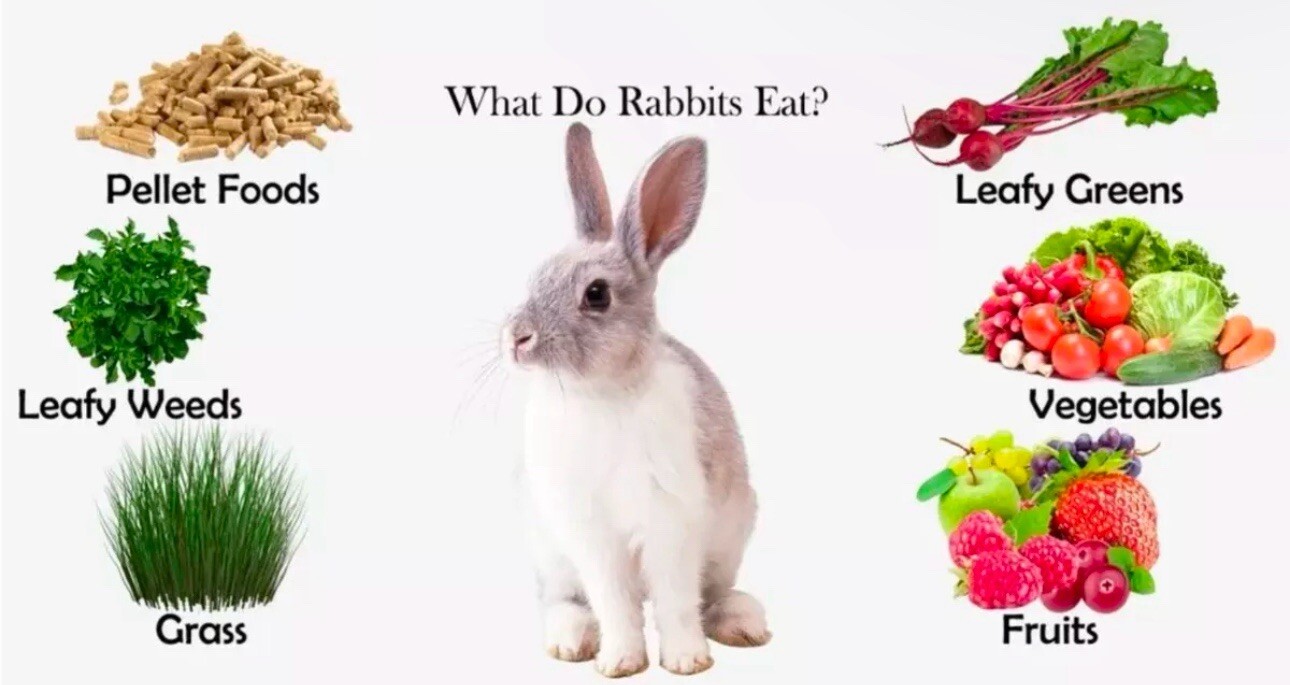 Rabbit Manure