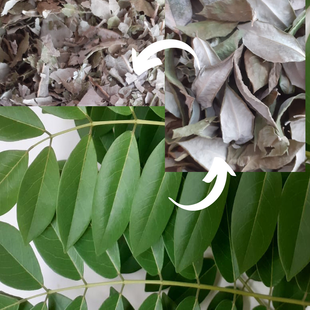 Natural Compost Manure Fertilizer Gliricidia Sepium Dried Leaves Plants Growing