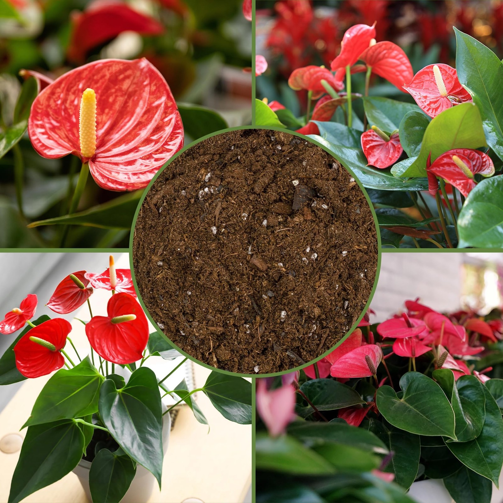 Soil Sunrise Anthurium Plant Potting Soil Mix (4 Quarts) Indoor Houseplant Cu…